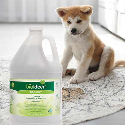 Bac-Out Enzyme Cleaner and Stain & Odor Remover for Pet Stains, Laundry, Diapers, Wine, Carpets, & More, Eco-Friendly, Non-Toxic, Lime Scent, 128 Ounces